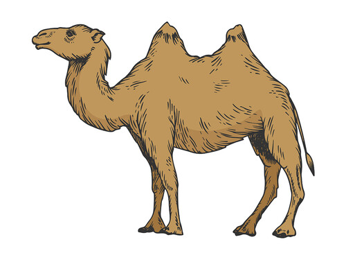 Sagoma di un cammello a colori