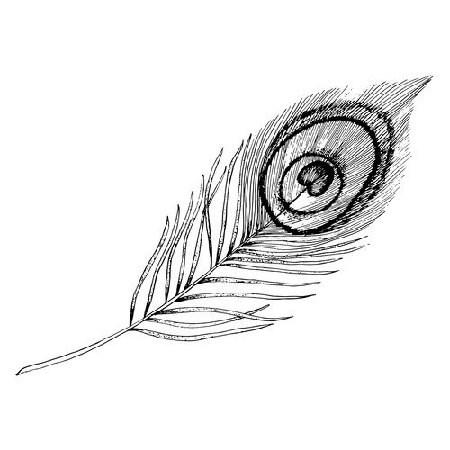 Disegno della piuma di un pavone