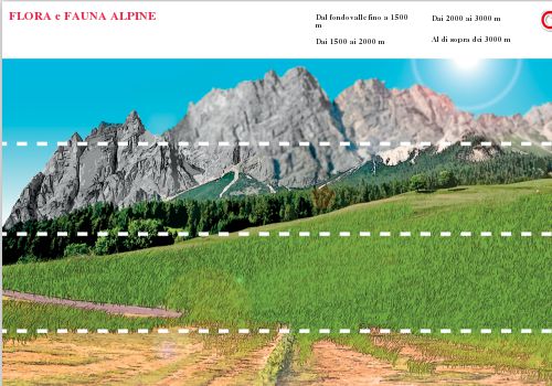 Flora e fauna alpine