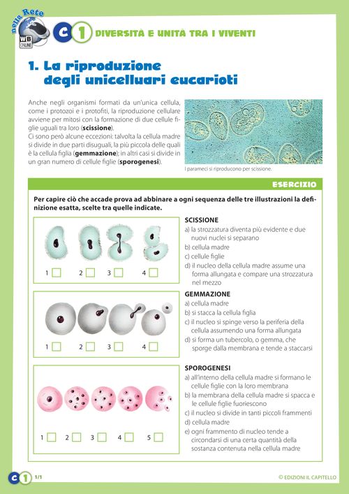 La riproduzione degli unicellulari eucarioti