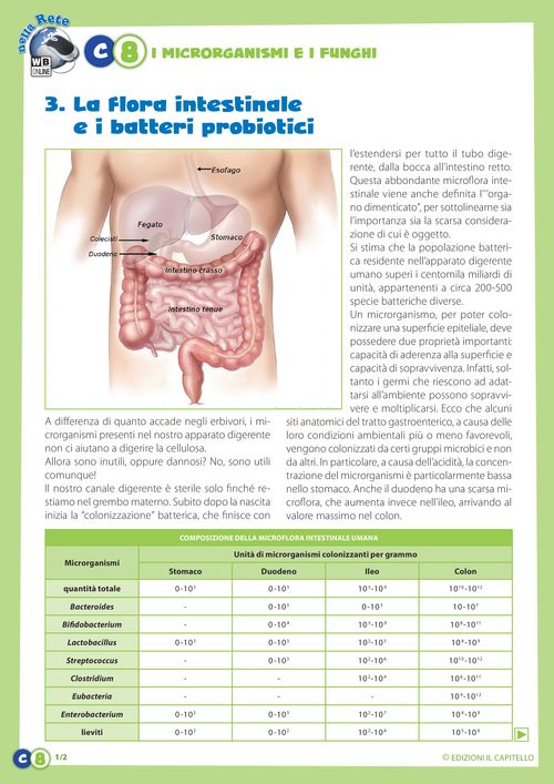 La flora intestinale e i batteri probiotici