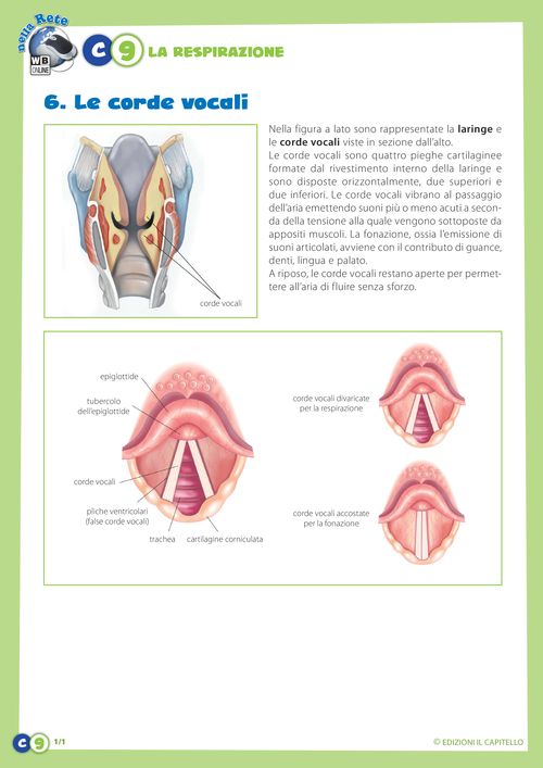 Le corde vocali