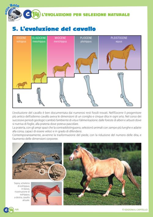 L’evoluzione del cavallo