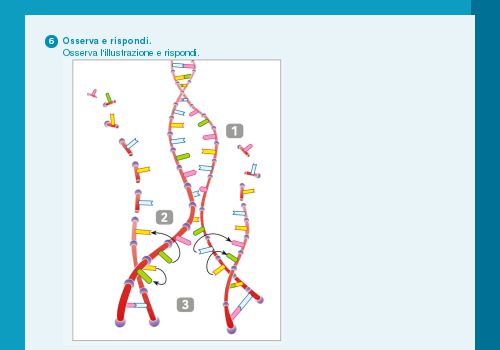 Il DNA e i geni - Che cosa sai fare? - Esercizio 6