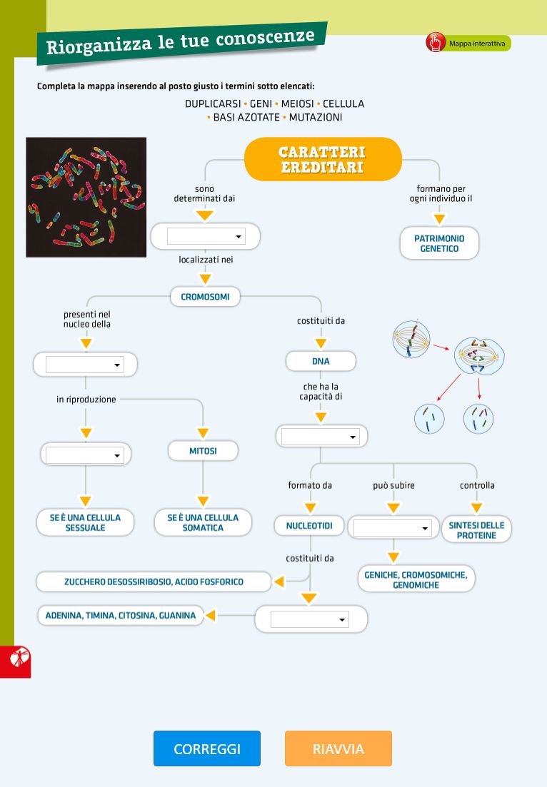 Mappa concettuale interattiva - Il DNA e i geni