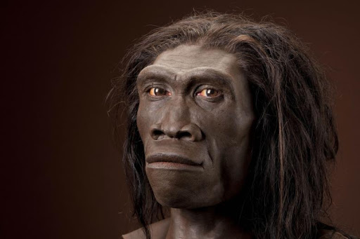 L'Homo erectus e gli animali feroci