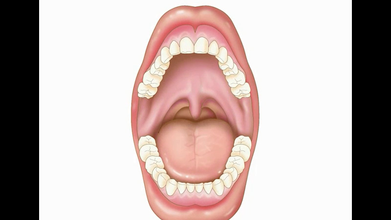 La cavità orale