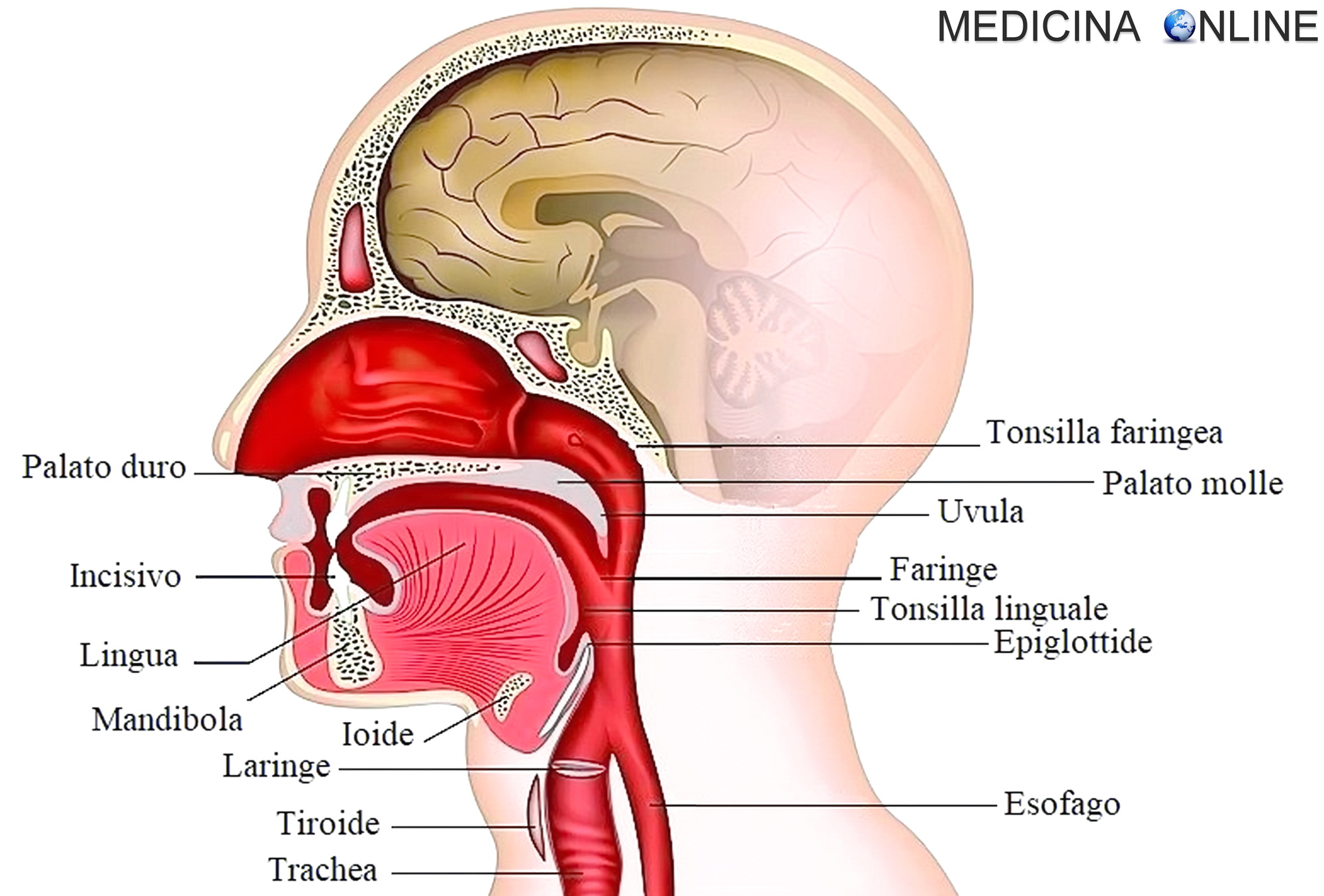 Come funziona l’epiglottide