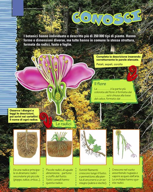 Conosci le piante?