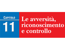 CAPITOLO 11