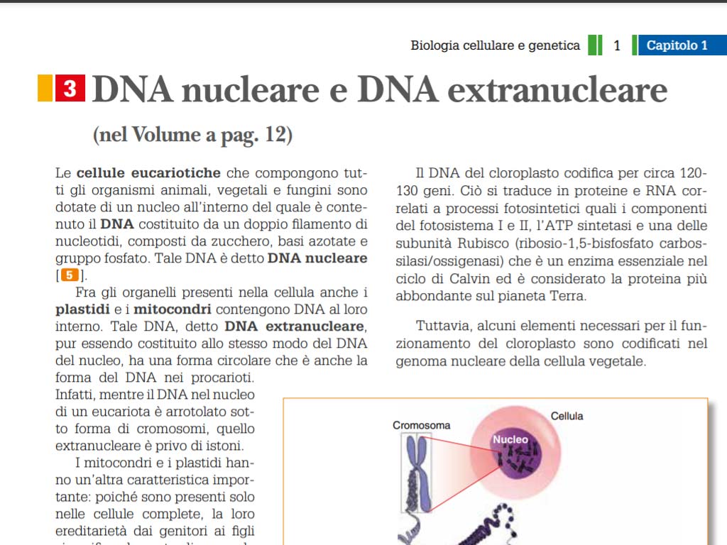 DNA nucleare e DNA extranucleare