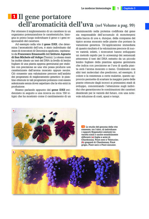 Il gene portatore dell’aromaticità dell’uva