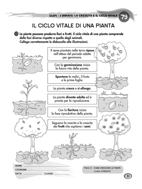 Il ciclo vitale di una pianta
