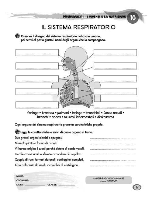 Il sistema respiratorio