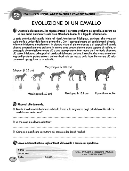 Evoluzione di un cavallo