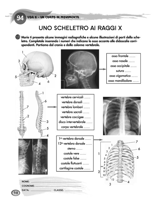 Uno scheletro ai raggi X