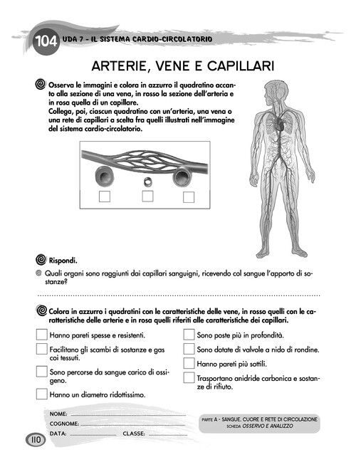 Arterie, vene e capillari
