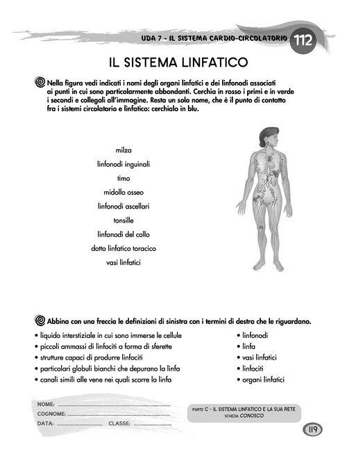 Il sistema linfatico