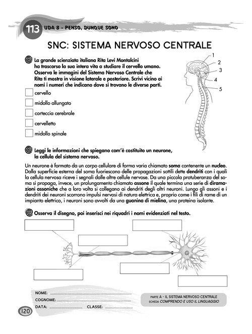 SNC: sistema nervoso centrale